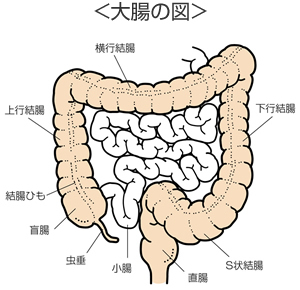 大腸図