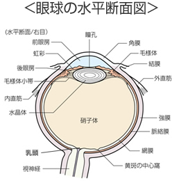 眼球の水平断面図