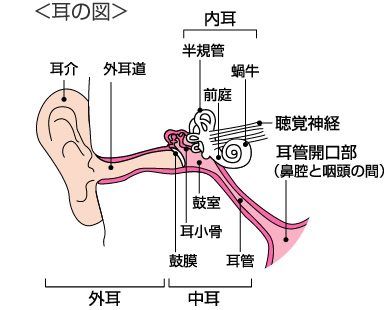 耳の図