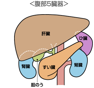 腹部５臓器